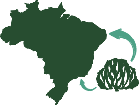 Mapa do Brasil e marca da IPB